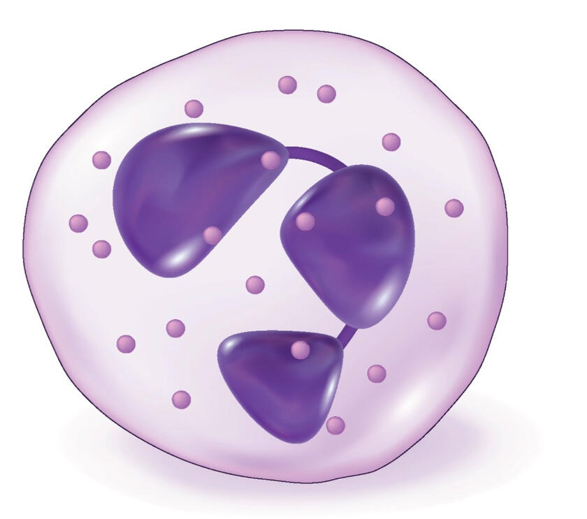 Normal Segmented Neutrophil