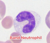 Canine Band Neutrophil