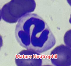 Canine Band Neutrophil